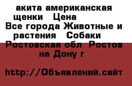 акита американская.щенки › Цена ­ 75 000 - Все города Животные и растения » Собаки   . Ростовская обл.,Ростов-на-Дону г.